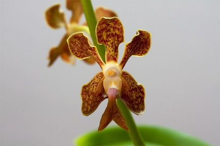 Vanda liouvillei