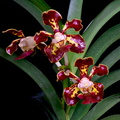 Vanda merrillii