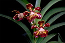 Vanda merrillii