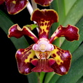 Vanda_merillii2.jpg