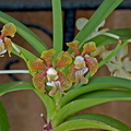 Vanda stangeana