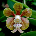 Vanda stangeana