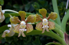 Vanda stangeana