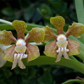 Vanda stangeana