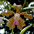 Vanda tessellata