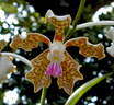 Vanda tessellata