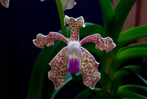 Vanda tessellata