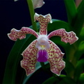 Vanda tessellata