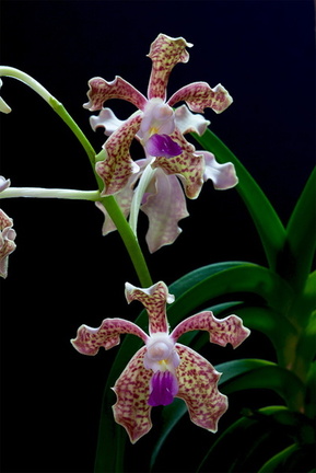 Vanda tessellata