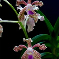 Vanda tessellata