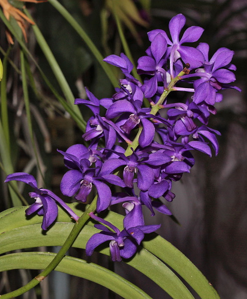 Vascostylis 'Thai Sky'