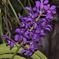 Vascostylis 'Thai Sky'