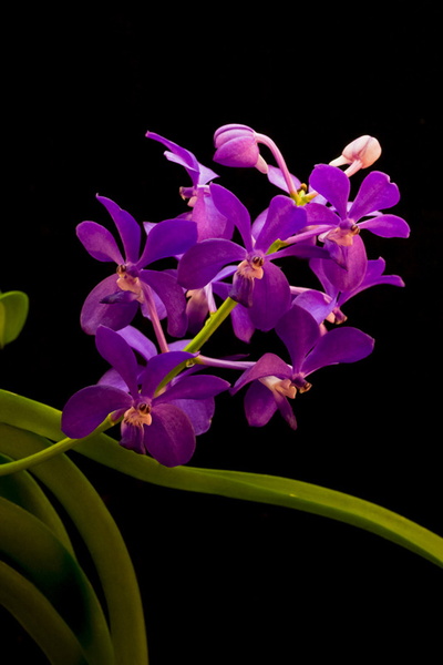 Vascostylis_Thai_Sky2.jpg