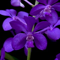 Vascostylis 'Thai Sky'