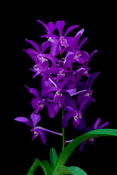 Vascostylis_Thai_Sky4.jpg