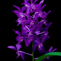 Vascostylis_Thai_Sky4.jpg