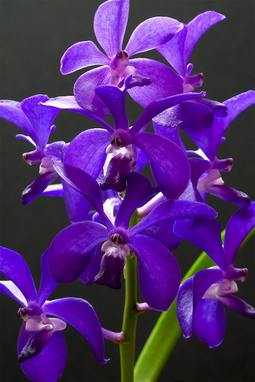 Vascostylis 'Thai Sky'