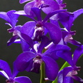 Vascostylis_Thai_Sky6.jpg