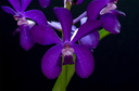 Vascostylis Thai Sky