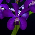 Vascostylis Thai Sky8