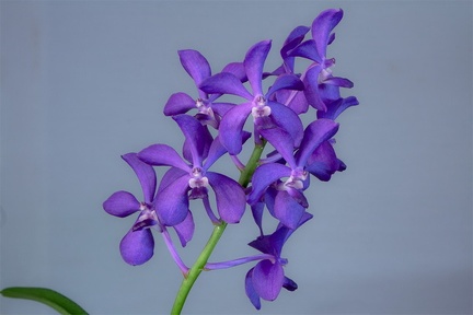 Vascostylis Thai Sky8