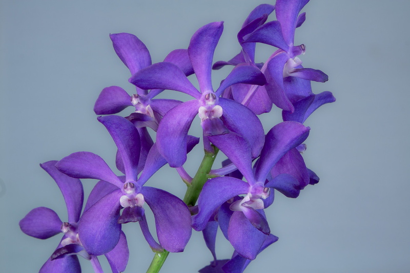 Vascostylis_Thai_Sky9.jpg