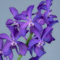 Vascostylis 'Thai Sky'