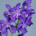 Vascostylis 'Thai Sky'