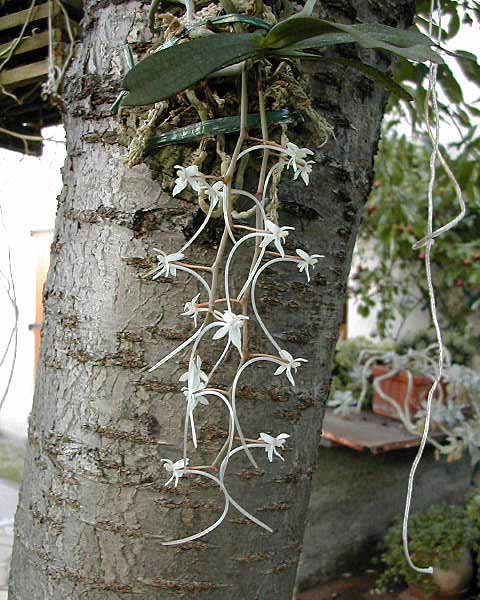 Aerangis_appendiculata2.jpg