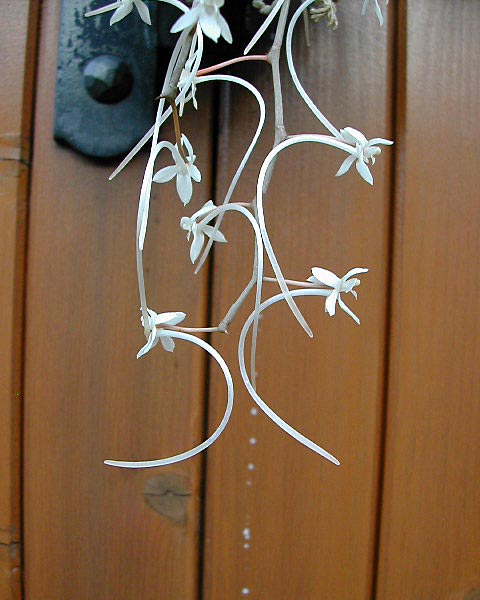 Aerangis appendiculata (De Wild.) Schltr. Aerangis_appendiculata3.jpg