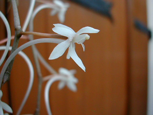 Aerangis_appendiculata4.jpg