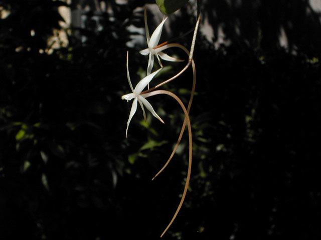 Aerangis arachnopus (Rchb.f.) Schltr. Aerangis_arachnopus2.jpg