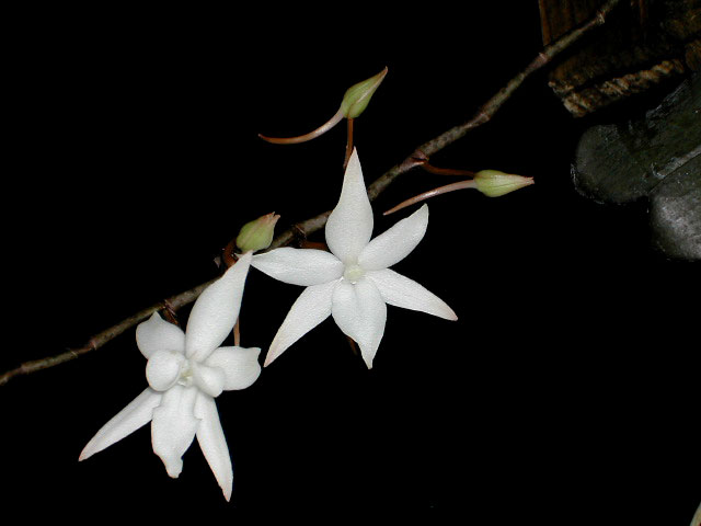 Aerangis biloba