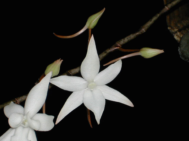 Aerangis biloba