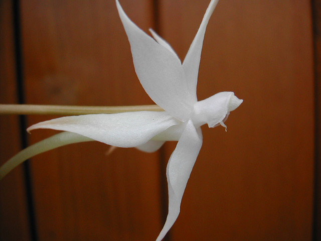 Aerangis brachycarpa (A.Rich.) Durand & Schinz Aerangis_brachycarpa3.jpg