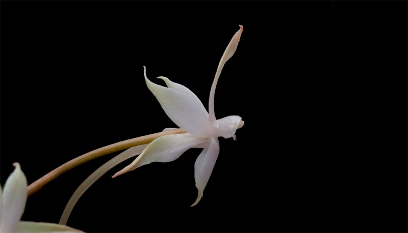 Aerangis brachycarpa (A.Rich.) Durand & Schinz Aerangis_brachycarpa9.jpg