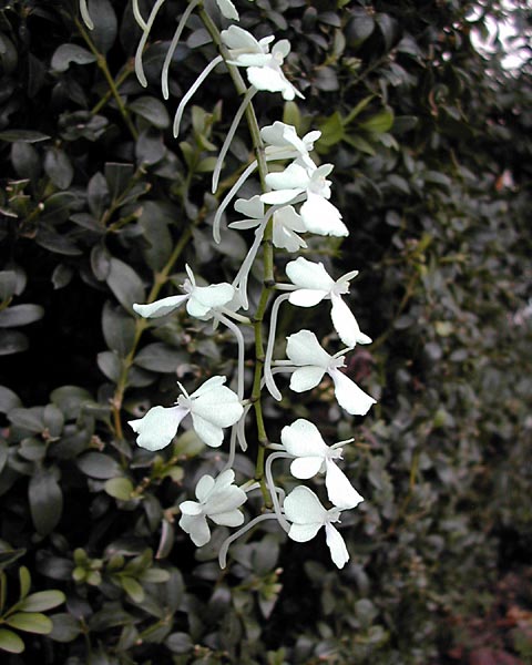 Aerangis citrata