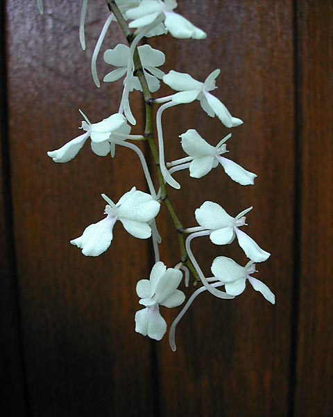 Aerangis citrata