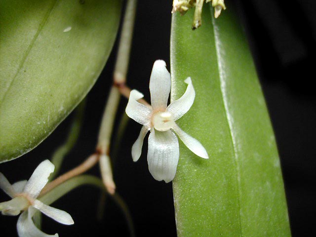 Aerangis macrocentra (Schltr.) Schltr. Aerangis_clavigera3.jpg