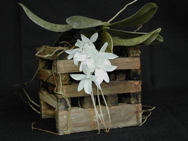 Aerangis fastuosa x stylosa Aerangis_fastyl1.jpg