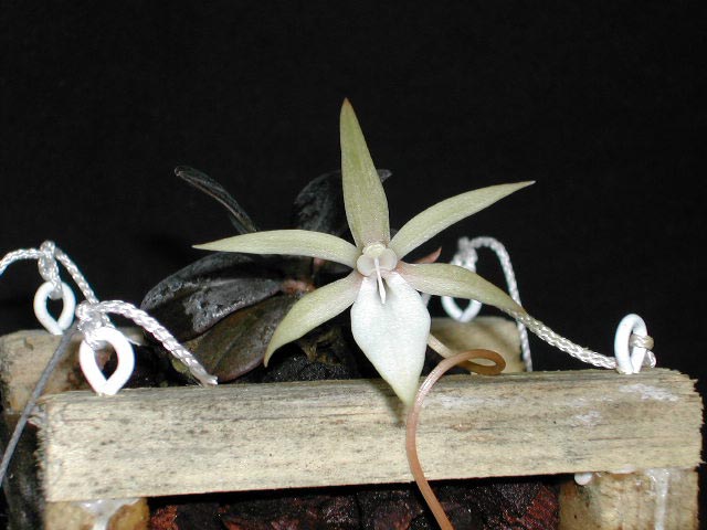 Aerangis fastuosa ssp. francoisii H.Perrier Aerangis_francoisii1.jpg