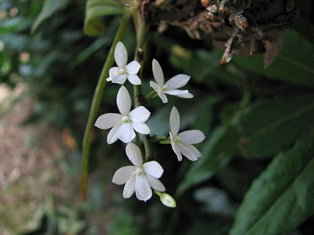 Aerangis_hologlottis1.jpg