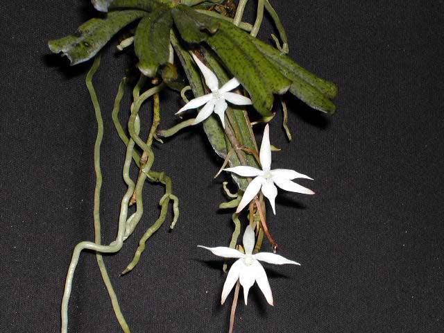 Aerangis kirkii