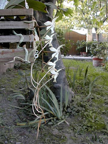 Aerangis kotschyana