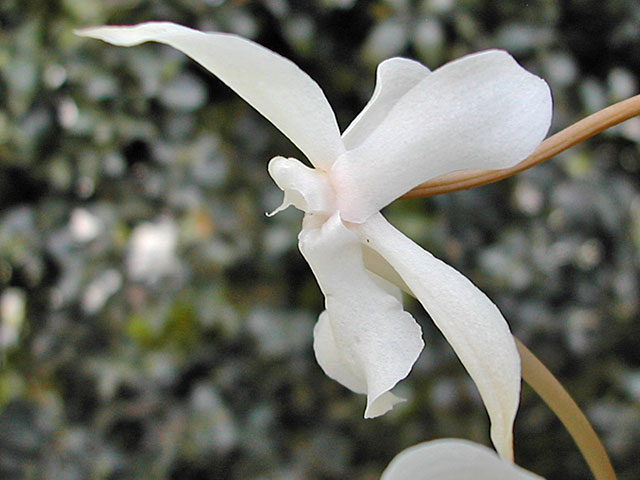 Aerangis kotschyana