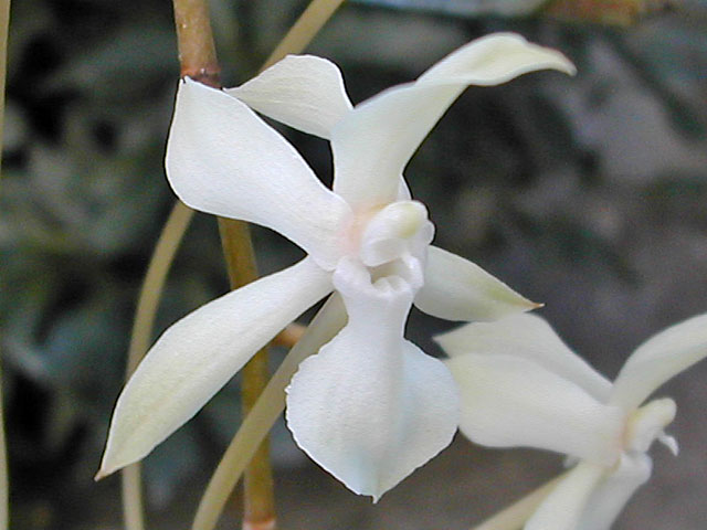Aerangis kotschyana (Rchb.f.) Schltr. Aerangis_kotschyana5.jpg