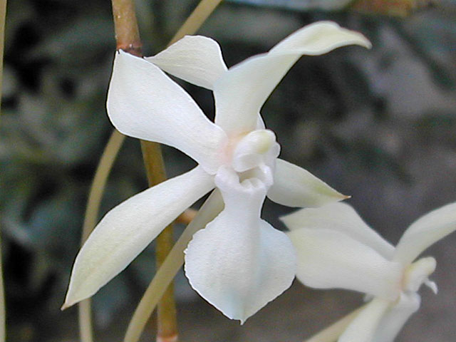 Aerangis kotschyana