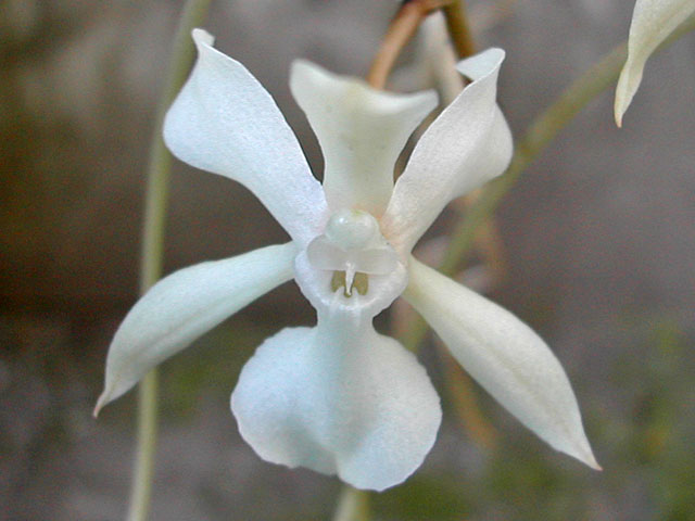 Aerangis kotschyana (Rchb.f.) Schltr. Aerangis_kotschyana7.jpg