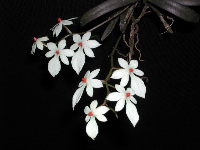 Aerangis luteoalba var. rhodosticta (Kraenzl.) J.Stewart Aerangis_lutrhod1.jpg