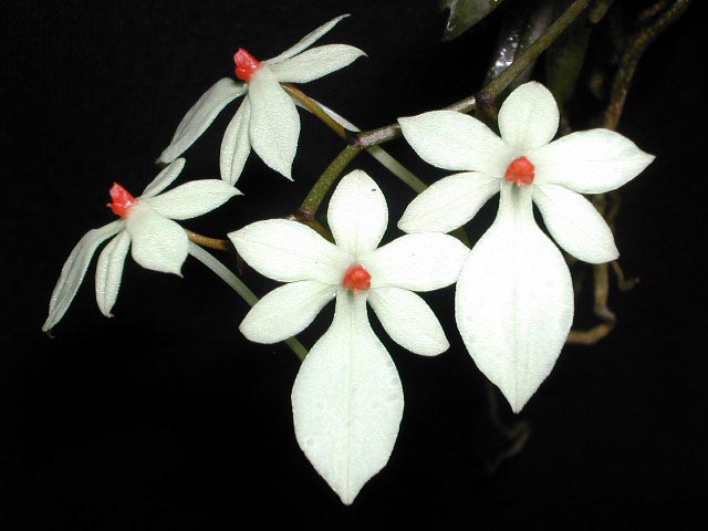 Aerangis luteoalba var. rhodosticta (Kraenzl.) J.Stewart Aerangis_lutrhod2.jpg